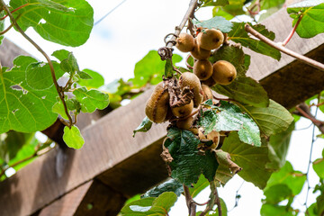 travel to Georgia - ripe kiwi fruits (Chinese gooseberry) on vine in Adjara on autumn day