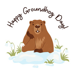 Cute groundhog in snow with snowdrops. Holiday card Groundhog Day February 2. Vector illustration