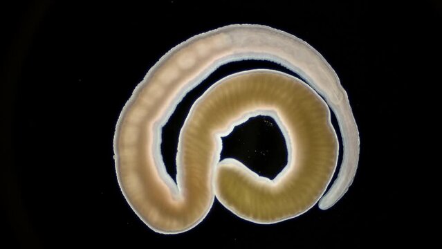 Nemertea worm Cephalothrix linearis under a microscope, class Palaeonemertea, order Archinemertea. The specimen was found in Barents Sea.