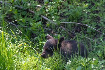 Close up of a young black bear or cub between green bushes and low grasses