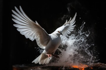 Photo of a white dove with a silhouette light background behind. Holy spirit photography