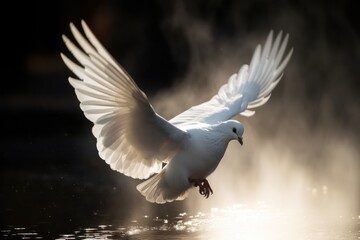 Obraz premium Photo of a white dove with a silhouette light background behind. Holy spirit photography