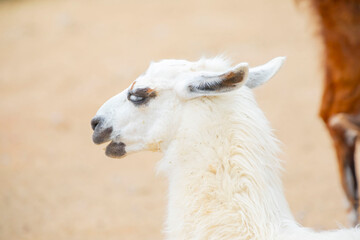 Darıca Faruk Yalçın Zoo A unique day-long experience in Turkey's most natural park!