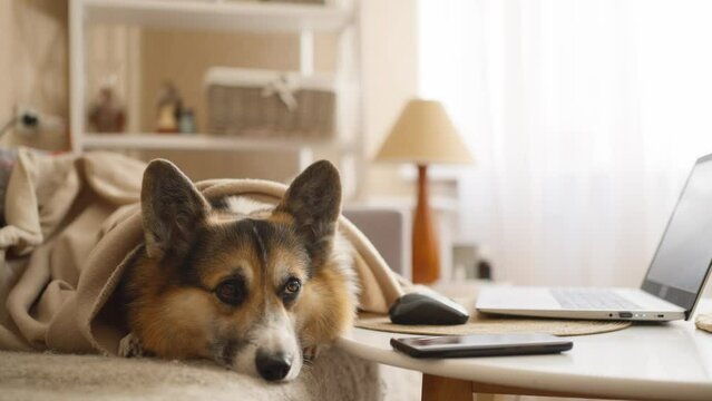 Corgi dog portrait. Little golden puppy lying on sofa, relaxing in living room. Happy domestic animal at home. Pembroke welsh corgi close-up, posing or waiting for owner.
