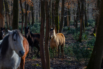 Darıca Faruk Yalçın Zoo A unique day-long experience in Turkey's most natural park!