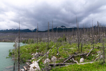 Fototapeta na wymiar Panoramic view over shoreline of Medicine Lake, AB, Canada still filled with charred, black trees from a wildfire with forest floor full of greens against snowcapped mountains and dark clouded sky