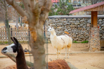 Darıca Faruk Yalçın Zoo A unique day-long experience in Turkey's most natural park!