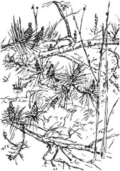 Branches of a young pine, needles, cones and  shoots. Ink pen drawing, vector image
