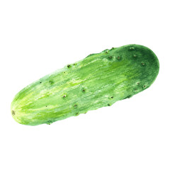 Green vegetable cucumber. Hand drawn botanical watercolor illustration isolated on white background. For clip art, cards, menu, package, label