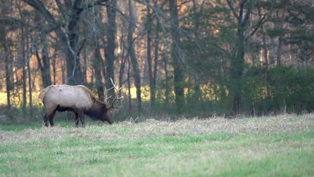 A large bull elk engaging in rut behavior including gathering vegetation on its antlers, wallowing, and jumping around.
