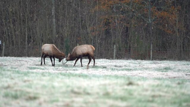 A pair of young bull elk practice sparring in a farm field on a frosty morning.