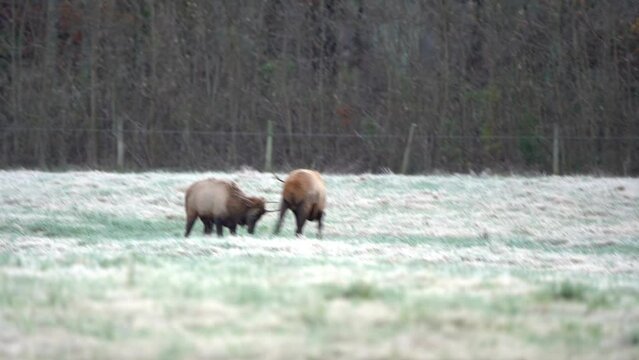 Two young bull elk spar with one another on a frosty morning in Boxley Valley.