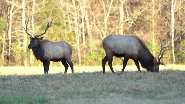 Two large bull elk graze near one another at sunset.