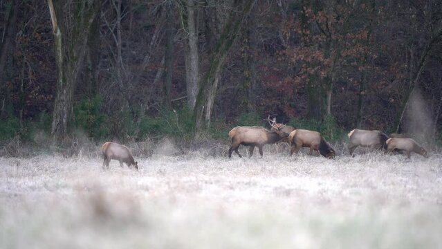 A bull elk walks through a herd of elk on a frosty morning, smelling the air to check for cows ready to mate.