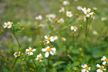 field of daisies