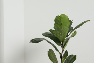 Fiddle Fig or Ficus Lyrata plant with green leaves on white background, closeup. Space for text