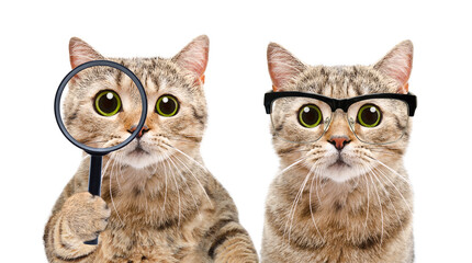 Two smart cats wearing glasses and holding a magnifying glass isolated on a white background