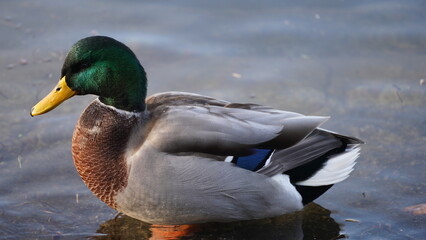 portrait of a duck in winter
