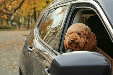 Cute dog in black car, view from outside Space for text