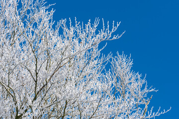 Stimmungsvolle Winteransicht mit Eiskristallen und verschneiten Ästen an Bäumen - 688545454