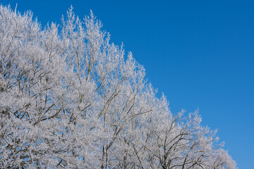 Schneelandschaft oder Winterlandschaft, Schnee und Eis bedeckte Bäume an einem Ackerland  - 688545489