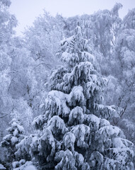 Schneelandschaft oder Winterlandschaft, Schnee und Eis bedeckte Bäume an einem Ackerland  - 688545808