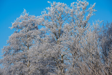 Schneelandschaft oder Winterlandschaft, Schnee und Eis bedeckte Bäume an einem Ackerland  - 688545809