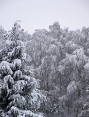 Schneelandschaft oder Winterlandschaft, Schnee und Eis bedeckte Bäume an einem Ackerland  - 688545810