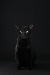 Adorable cat with green eyes on black background. Lovely pet