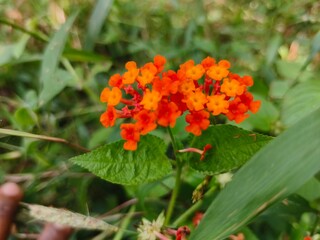 orange flower