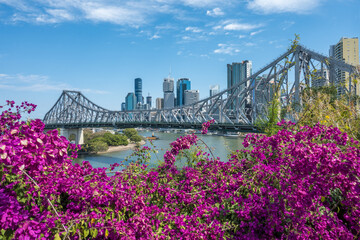 Brisbane skyline behind Story Bridge and pink bougainvillea flowers.