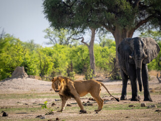 Fototapeta premium Male lion parading around elephants in Savuti, Botswana 