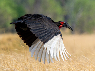 Southern ground hornbill in flight © Rein