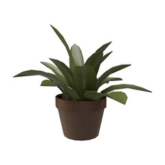 aloe vera plant in pot
