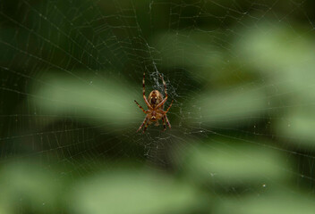 The spider climbing on the web.