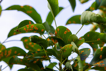 Pear leaves with pear rust infestation