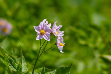 the potato flowers are white, blurred background the garden of the natural growing conditions