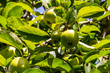 Ripe apples on the tree