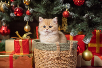 Cute British shorthair kitten sitting in a basket under the Christmas tree with gifts red and gold