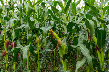 corn cob on a field in summer