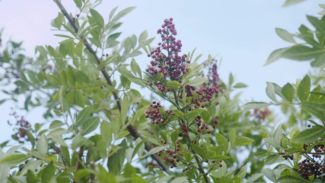 Pink pepper growing on the Brazilian pepper tree - Schinus terebinthifolius, aroeira plant. 