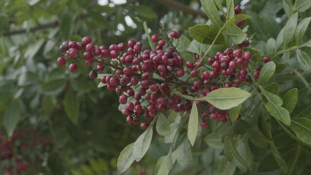 Pink pepper growing on the Brazilian pepper tree - Schinus terebinthifolius, aroeira plant. 