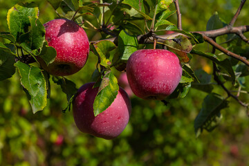 Ripe apples on the tree