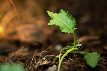 Green vegetables leaves texture