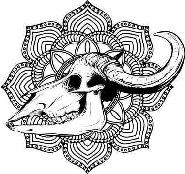 bull skull vector art outline illustration design