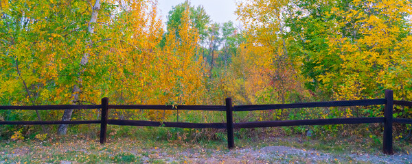 Fall colors and fence