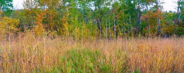 Colors of fall