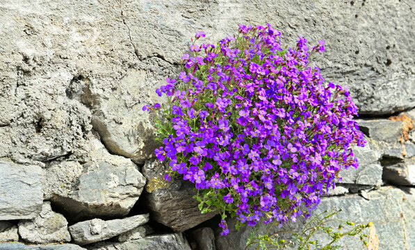 closeup on beautiful bush of purple bell flowers blooming on a rocky wall closed a garden