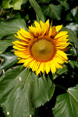 Obraz premium Sonnenblume, Blume, Blüte, Deutschland, Europa