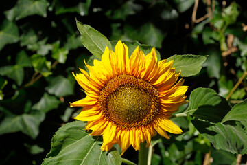 Obraz premium Sonnenblume, Blume, Blüte, Deutschland, Europa